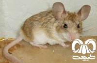 گونه همستر دم‌ دراز ایرانی  Calomyscus urartensis